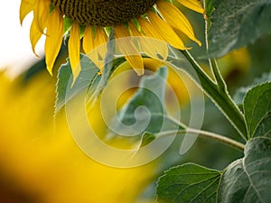 Field of Sunflowers in Summer