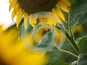 Field of Sunflowers in Summer