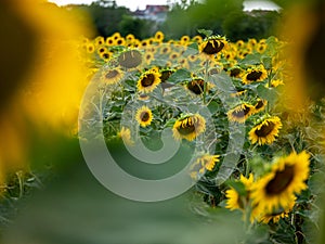 Field of Sunflowers in Summer