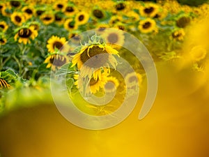 Field of Sunflowers in Summer