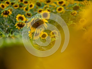 Field of Sunflowers in Summer