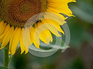 Field of Sunflowers in Summer