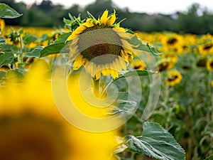 Field of Sunflowers in Summer