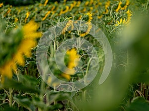 Field of Sunflowers in Summer