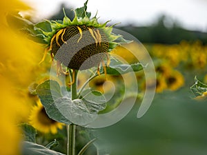 Field of Sunflowers in Summer