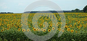 Field of sunflowers in summer cloudy day