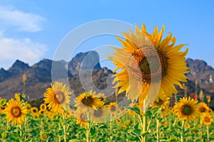 Field of sunflowers, Summer landscape