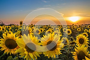 Field of sunflowers. Summer sunset landscape with golden yellow flowers