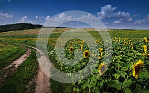 field with sunflowers at summertime near dirt road