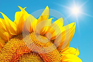 Field of sunflowers and sun sky
