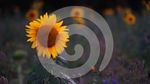 Field with sunflowers at sundown, follow focus