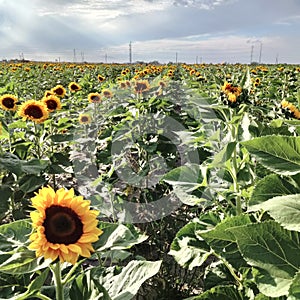 Field of Sunflowers at a Sunflower Festival