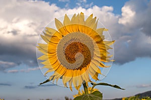 Field of sunflowers. Sunflowers flowers. Landscape from a sunflower farm.