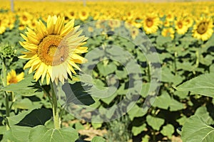 Field of sunflowers on a sunny day