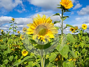 Field of sunflowers on a sunny day