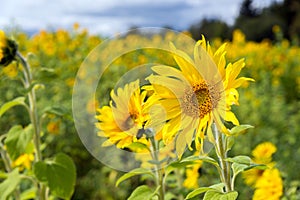 Field of sunflowers on a sunny day