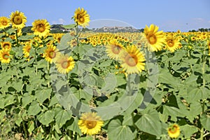 Field of sunflowers on a sunny day with blue sky