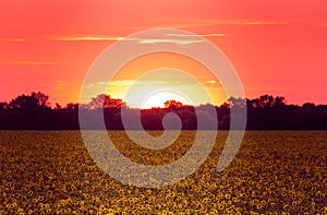 Field of sunflowers at sunset