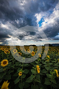 A field of sunflowers at sunset