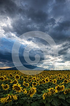 A field of sunflowers at sunset