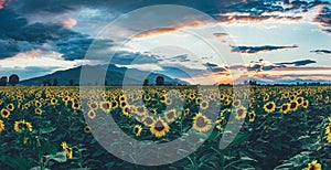 A field of sunflowers at sunset