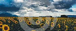 A field of sunflowers at sunset