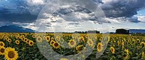 A field of sunflowers at sunset