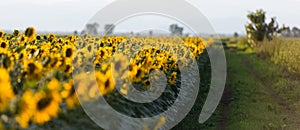 A field of sunflowers at sunset