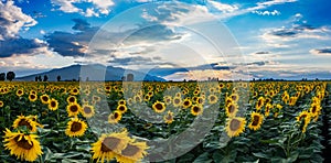 A field of sunflowers at sunset