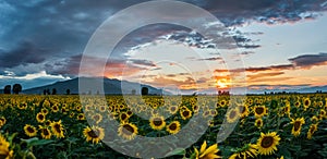 A field of sunflowers at sunset