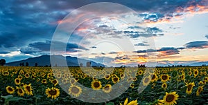 A field of sunflowers at sunset