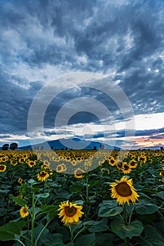 A field of sunflowers at sunset