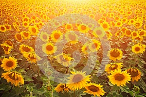 Field of sunflowers at sunset