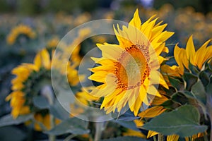 Field of sunflowers at sunset, Agriculture and harvest