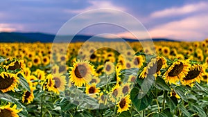 Field with sunflowers at sunset
