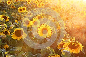 Field of sunflowers at sunset