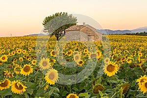 A field of sunflowers surround an old building in Provence, France photo