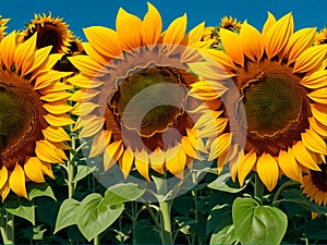 Field of sunflowers with three in a close up view in a sunny day