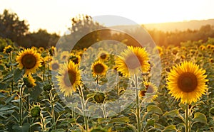 Field of sunflowers in Tuscany.