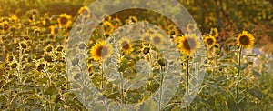 Field of sunflowers in Tuscany.