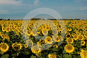 A field of sunflowers, Tuscany, Italy