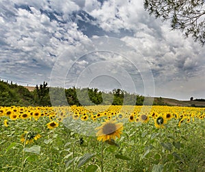 Field of Sunflowers in Tuscany in July