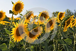 Field of sunflowers  in Tuscany in summertime