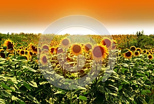 Field of sunflowers under bright sun