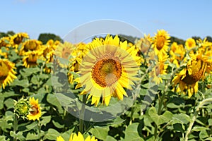 Field of sunflowers under clear blue sky and bright sun. Kirovograd region, Ukraine