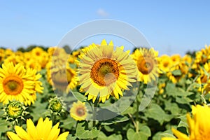 Field of sunflowers under clear blue sky and bright sun. Kirovograd region, Ukraine