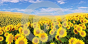 Field of sunflowers under a cloudy sky.