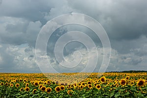 Field with sunflowers under a stormy sky.