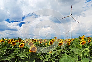 Field of sunflowers and wind turbine