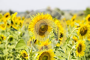 Field with sunflowers